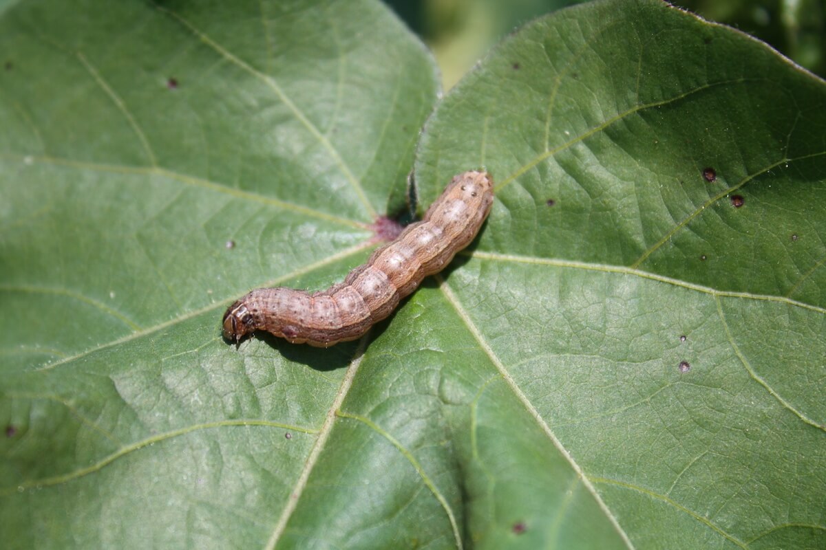 Fall Armyworm Ut Crops Disease Field Guide