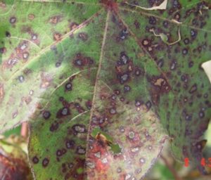 Stemphylium Leaf Spot - UT Crops Disease Field Guide