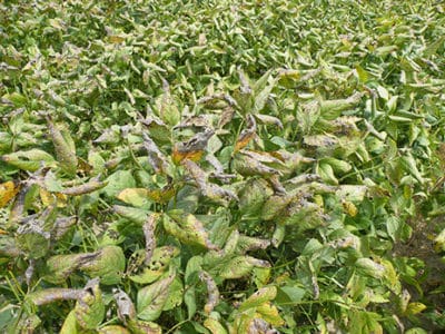 Cercospora Leaf Blight - UT Crops Pest Guides