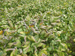 Cercospora Leaf Blight Symptoms Photo Credit: Trey Price - LSU