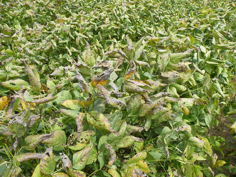 Cercospora Leaf Blight Symptoms Photo Credit: Trey Price - LSU - UT ...