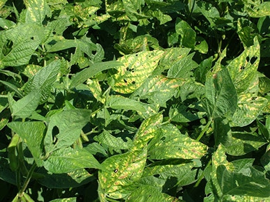 Symptoms of Chemical Injury, New Growth Unaffected Photo Credit: Anthony Ohmes - Univ. of MO
