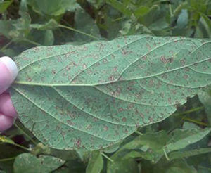 fls - under side of leaf-crop-u5284