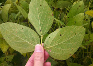 underside of leaf - older lesions of downy mildew-crop-u4877