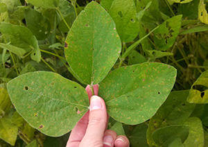 upperside of leaf - older lesions of downy mildew-crop-u4913