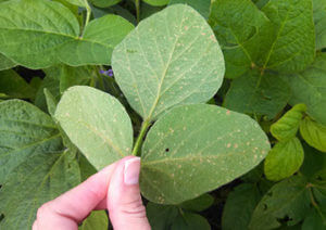 younger lesions of downy mildew on underside of leaf-crop-u4923