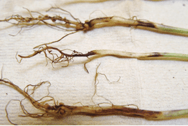 Fusarium root rot