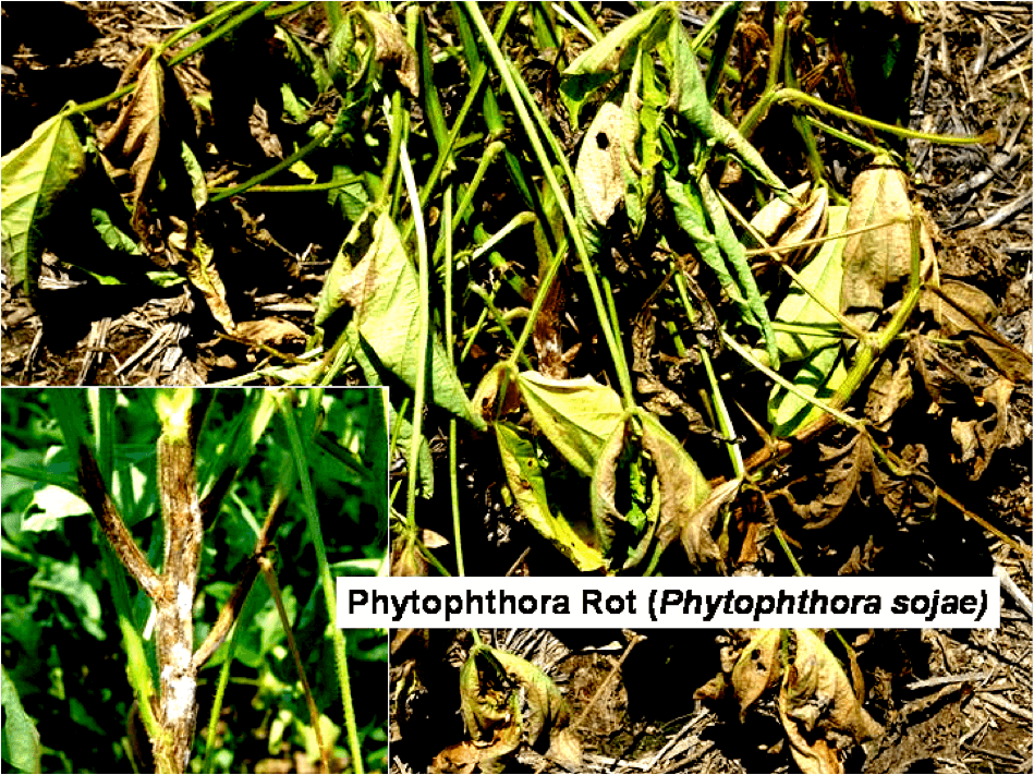 PhytophthoraRot