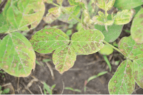 Pre-emergence herbicides2