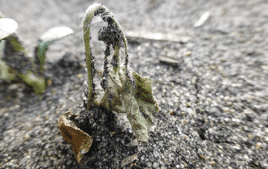 Pythium seedling blight 2