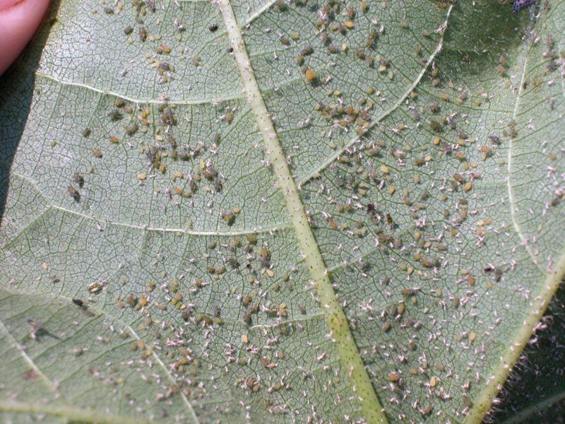 Cotton Aphid - UT Crops Pest Guides