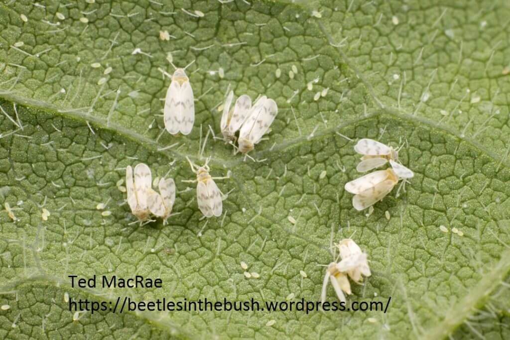 Bandedwinged Whitefly - UT Crops Pest Guides