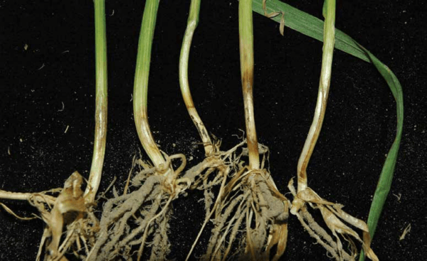 Eyespot - UT Crops Pest Guides