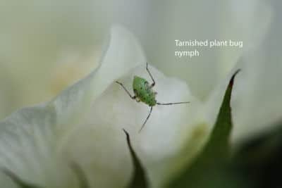 Plant Bugs - UT Crops Pest Guides