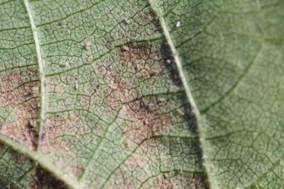 spidermite-cotton (5) - UT Crops Pest Guides