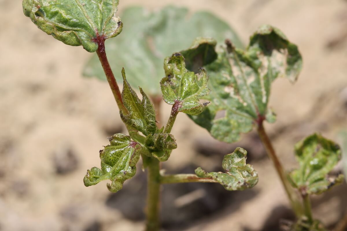 Thrips - UT Crops Pest Guides