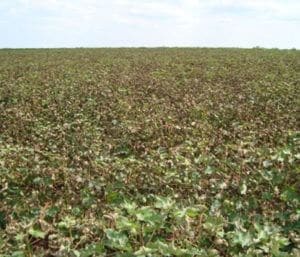 Cotton field in Texas severely affected by Alternaria leaf spot. (Photo credit J.E. Woodward)
