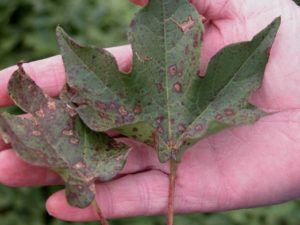 Foliar symptoms of Alternaria leaf spot. (Photo credit J.E. Woodward)