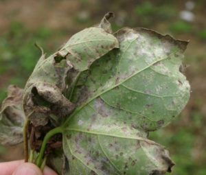 Symptoms of Areolate Mildew. Note brown necrotic lesions and powdery white sporulation on underside of leaf. (Appling County Georgia).