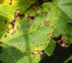 Note angular shape and dark brown color of lesions and petiole damage of Bacterial Blight.