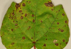 Cercospora lesions on cotton leaf
