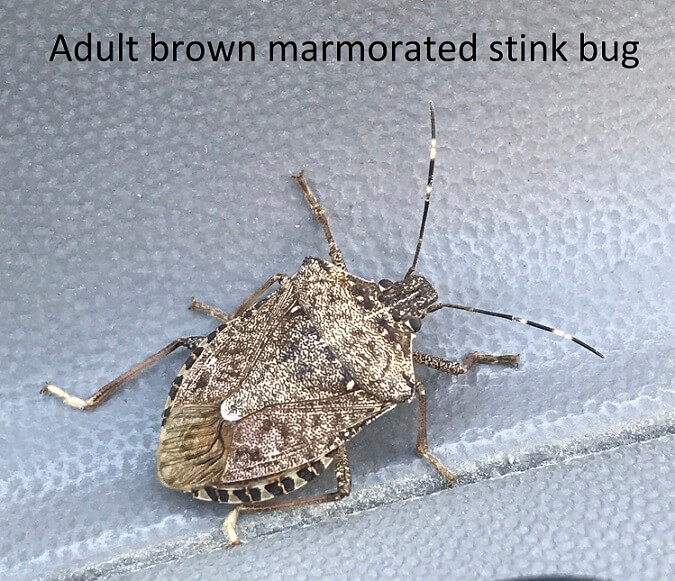 Stink bugs are common pests in Tennessee. 