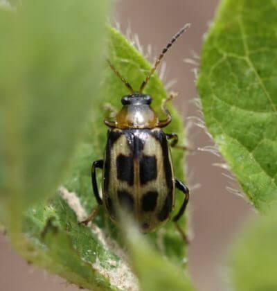 Bean Leaf Beetle - UT Crops Pest Guides