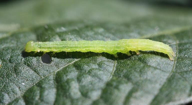 Green Cloverworm - UT Crops Pest Guides