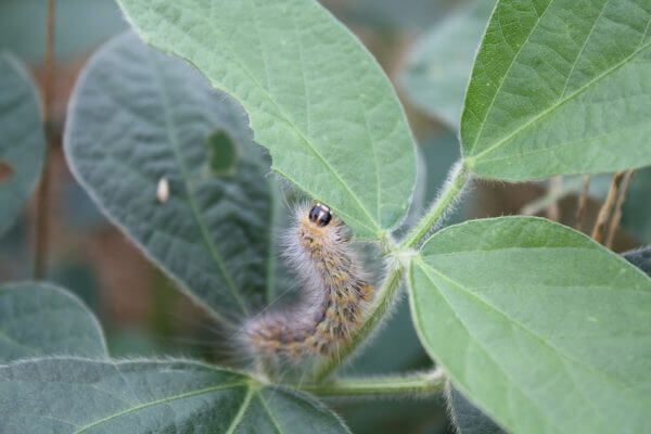 Saltmarsh Caterpillar - UT Crops Pest Guides