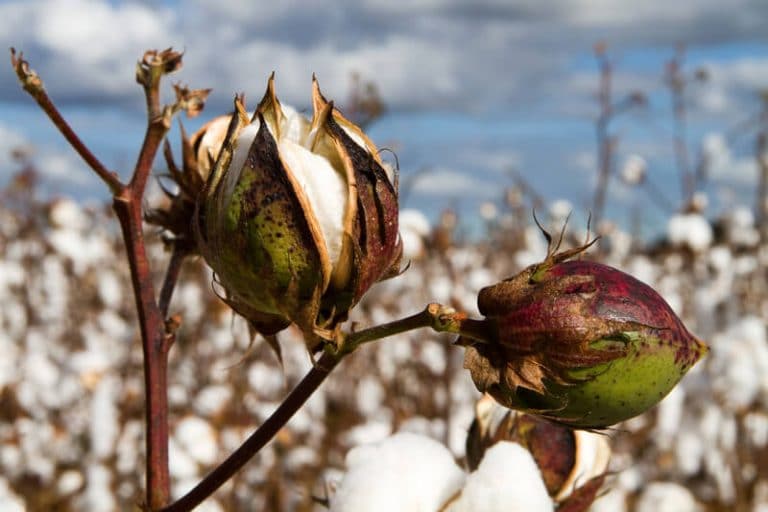 Cotton - UT Crops Pest Guides