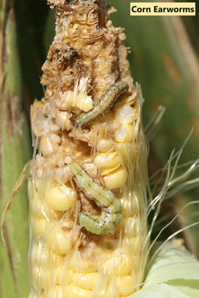 Corn Earworm - UT Crops Pest Guides