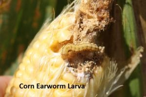 Corn Earworm Larva