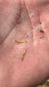 Southern Corn Rootworm