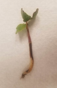  Tan “water-soaked” root caused by Pythium spp.