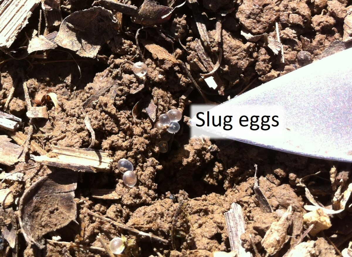 Slugs (and Snails) In Corn, Soybean And Cotton - UT Crops Pest Guides