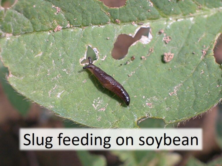 Slugs (and Snails) in Corn, Soybean and Cotton - UT Crops Pest Guides