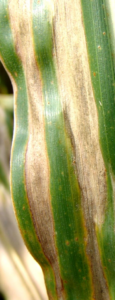 Northern Corn Leaf Blight 1