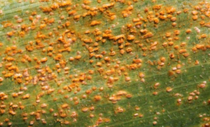 Southern Rust 1
